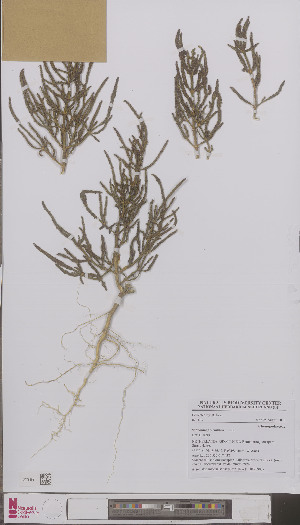  (Salicornia procumbens - L 0896903)  @11 [ ] CreativeCommons - Attribution Non-Commercial Share-Alike (2012) Naturalis Biodiversity center Naturalis Biodiversity center
