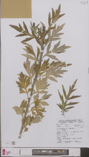  (Artemisia x wurzellii - L 0896887)  @11 [ ] CreativeCommons - Attribution Non-Commercial Share-Alike (2012) Naturalis Biodiversity center Naturalis Biodiversity center