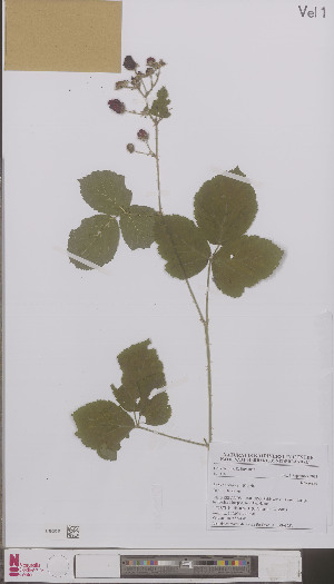  (Rubus ubericus - L 0896863)  @11 [ ] CreativeCommons - Attribution Non-Commercial Share-Alike (2012) Naturalis Biodiversity center Naturalis Biodiversity center
