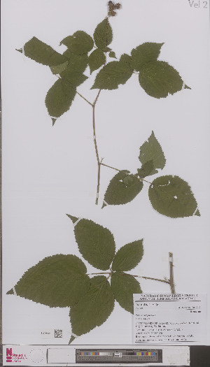  (Rubus paraplicatus - L 0896957)  @11 [ ] CreativeCommons - Attribution Non-Commercial Share-Alike (2012) Naturalis Biodiversity center Naturalis Biodiversity center