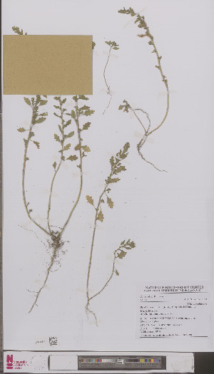  (Chenopodium pumilio - L 0896939)  @11 [ ] CreativeCommons - Attribution Non-Commercial Share-Alike (2012) Naturalis Biodiversity center Naturalis Biodiversity center