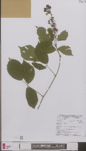  (Rubus psilops - L 0897009)  @11 [ ] CreativeCommons - Attribution Non-Commercial Share-Alike (2012) Naturalis Biodiversity center Naturalis Biodiversity center