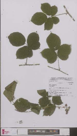  (Rubus nemoripatens - L 0897010)  @11 [ ] CreativeCommons - Attribution Non-Commercial Share-Alike (2012) Naturalis Biodiversity center Naturalis Biodiversity center