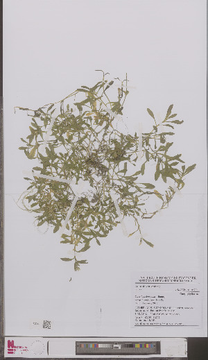  (Cerastium fontanum - L 0897052)  @11 [ ] CreativeCommons - Attribution Non-Commercial Share-Alike (2012) Naturalis Biodiversity center Naturalis Biodiversity center