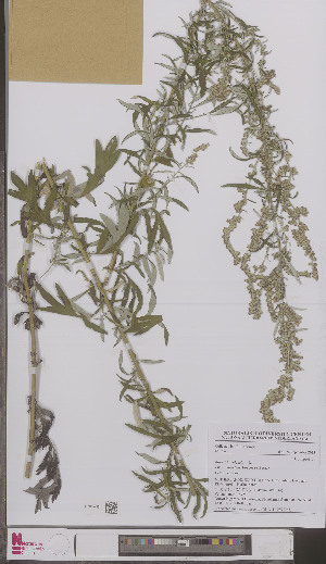  (Artemisia vulgaris - L 0897065)  @11 [ ] CreativeCommons - Attribution Non-Commercial Share-Alike (2012) Naturalis Biodiversity center Naturalis Biodiversity center