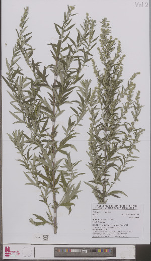  (Artemisia princeps - L 0897066)  @11 [ ] CreativeCommons - Attribution Non-Commercial Share-Alike (2012) Naturalis Biodiversity center Naturalis Biodiversity center