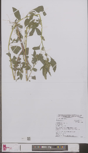  (Amaranthus hybridus - L 0897103)  @11 [ ] CreativeCommons - Attribution Non-Commercial Share-Alike (2012) Naturalis Biodiversity center Naturalis Biodiversity center