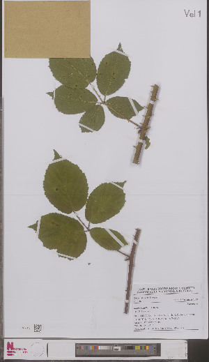  (Rubus vadalis - L 0897131)  @11 [ ] CreativeCommons - Attribution Non-Commercial Share-Alike (2012) Naturalis Biodiversity center Naturalis Biodiversity center
