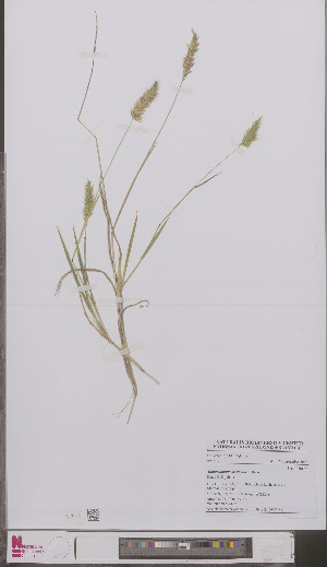  (Anthoxanthum aristatum - L 0897156)  @11 [ ] CreativeCommons - Attribution Non-Commercial Share-Alike (2012) Naturalis Biodiversity center Naturalis Biodiversity center