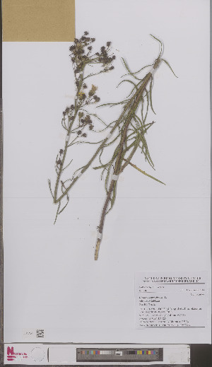 (Hieracium umbellatum eurobalticum - L 0897203)  @11 [ ] CreativeCommons - Attribution Non-Commercial Share-Alike (2012) Naturalis Biodiversity center Naturalis Biodiversity center