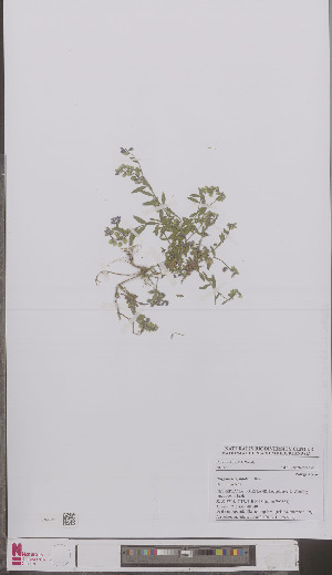  (Polygala serpyllifolia - L 0897205)  @11 [ ] CreativeCommons - Attribution Non-Commercial Share-Alike (2012) Naturalis Biodiversity center Naturalis Biodiversity center