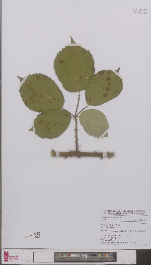  (Rubus fruticosus - L 0894543)  @11 [ ] CreativeCommons - Attribution Non-Commercial Share-Alike (2012) Naturalis Biodiversity center Naturalis Biodiversity center