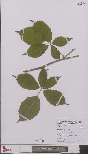  (Rubus desarmatus - L 0896182)  @11 [ ] CreativeCommons - Attribution Non-Commercial Share-Alike (2012) Naturalis Biodiversity center Naturalis Biodiversity center