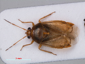  (Deraeocoris lutescens - RMNH.INS.536789)  @14 [ ] CreativeCommons - Attribution Non-Commercial Share-Alike (2013) Unspecified Naturalis Biodiversity Center