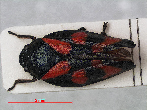  (Cercopis vulnerata - RMNH.INS.536806)  @13 [ ] CreativeCommons - Attribution Non-Commercial Share-Alike (2013) Unspecified Naturalis Biodiversity Center