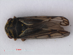  (Oncopsis subangulata - RMNH.INS.541990)  @11 [ ] CreativeCommons - Attribution Non-Commercial Share-Alike (2013) Unspecified Naturalis Biodiversity Center