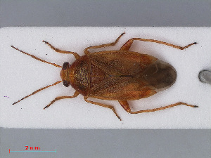  (Agnocoris reclairei - RMNH.INS.545040)  @13 [ ] CreativeCommons - Attribution Non-Commercial Share-Alike (2013) Unspecified Naturalis Biodiversity Center