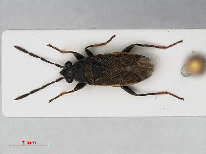  (Peritrechus geniculatus - RMNH.INS.545098)  @13 [ ] CreativeCommons - Attribution Non-Commercial Share-Alike (2013) Unspecified Naturalis Biodiversity Center