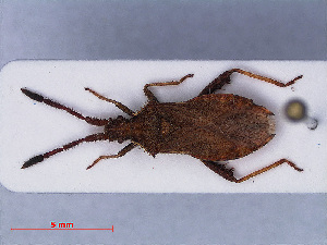  ( - RMNH.INS.545127)  @11 [ ] CreativeCommons - Attribution Non-Commercial Share-Alike (2013) Unspecified Naturalis Biodiversity Center