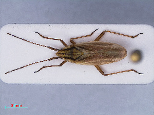  (Acetropis gimmerthalii - RMNH.INS.545149)  @13 [ ] CreativeCommons - Attribution Non-Commercial Share-Alike (2013) Unspecified Naturalis Biodiversity Center