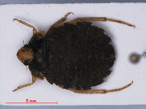  ( - RMNH.INS.545164)  @11 [ ] CreativeCommons - Attribution Non-Commercial Share-Alike (2013) Unspecified Naturalis Biodiversity Center