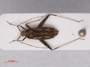  (Phytocoris varipes - RMNH.INS.552761)  @13 [ ] CreativeCommons - Attribution Non-Commercial Share-Alike (2013) Unspecified Naturalis Biodiversity Center