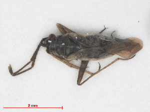  (Conostethus roseus - RMNH.INS.552899)  @12 [ ] CreativeCommons - Attribution Non-Commercial Share-Alike (2013) Unspecified Naturalis Biodiversity Center