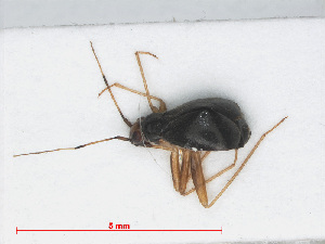  ( - RMNH.INS.552919)  @12 [ ] CreativeCommons - Attribution Non-Commercial Share-Alike (2013) Unspecified Naturalis Biodiversity Center