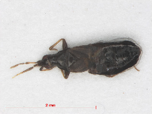  (Xylocoridea brevipennis - RMNH.INS.554278)  @12 [ ] CreativeCommons - Attribution Non-Commercial Share-Alike (2013) Unspecified Naturalis Biodiversity Center