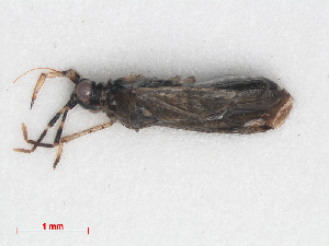  (Dicyphus annulatus - RMNH.INS.555517)  @13 [ ] CreativeCommons - Attribution Non-Commercial Share-Alike (2013) Unspecified Naturalis Biodiversity Center