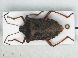  (Pentatoma rufipes - RMNH.INS.558699)  @13 [ ] CreativeCommons - Attribution Non-Commercial Share-Alike (2013) Unspecified Naturalis Biodiversity Center