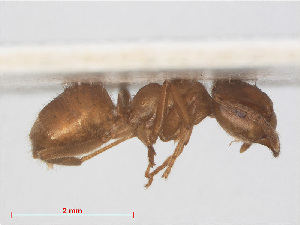  ( - RMNH.INS.541085)  @12 [ ] CreativeCommons - Attribution Non-Commercial Share-Alike (2013) Unspecified Naturalis Biodiversity Center