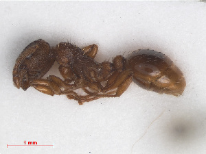  (Myrmica rugulosa - RMNH.INS.549435)  @14 [ ] CreativeCommons - Attribution Non-Commercial Share-Alike (2013) Unspecified Naturalis Biodiversity Center