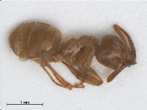  (Lasius meridionalis - RMNH.INS.549459)  @14 [ ] CreativeCommons - Attribution Non-Commercial Share-Alike (2013) Unspecified Naturalis Biodiversity Center