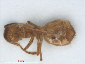  ( - RMNH.INS.549788)  @12 [ ] CreativeCommons - Attribution Non-Commercial Share-Alike (2013) Unspecified Naturalis Biodiversity Center