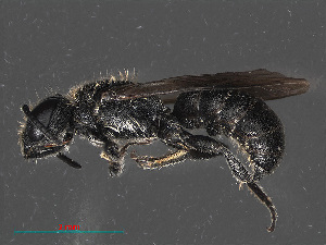  ( - RMNH.INS.543470)  @12 [ ] CreativeCommons - Attribution Non-Commercial Share-Alike (2013) Unspecified Naturalis Biodiversity Center