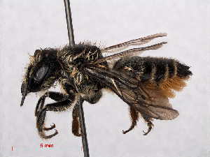  (Megachile centuncularis - RMNH.INS.545392)  @15 [ ] CreativeCommons - Attribution Non-Commercial Share-Alike (2013) Unspecified Naturalis Biodiversity Center