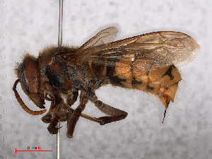  (Vespa crabro - RMNH.INS.545419)  @14 [ ] CreativeCommons - Attribution Non-Commercial Share-Alike (2013) Unspecified Naturalis Biodiversity Center