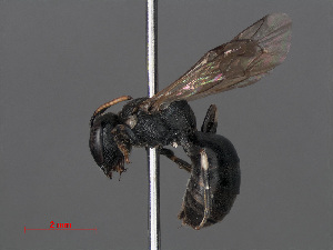  ( - RMNH.INS.546913)  @13 [ ] CreativeCommons - Attribution Non-Commercial Share-Alike (2013) Unspecified Naturalis Biodiversity Center