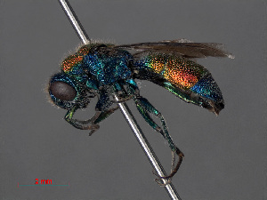  (Chrysis viridula - RMNH.INS.547027)  @14 [ ] CreativeCommons - Attribution Non-Commercial Share-Alike (2013) Unspecified Naturalis Biodiversity Center