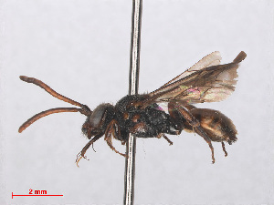  ( - RMNH.INS.547479)  @13 [ ] CreativeCommons - Attribution Non-Commercial Share-Alike (2013) Unspecified Naturalis Biodiversity Center