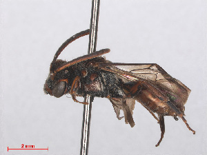  ( - RMNH.INS.547480)  @13 [ ] CreativeCommons - Attribution Non-Commercial Share-Alike (2013) Unspecified Naturalis Biodiversity Center