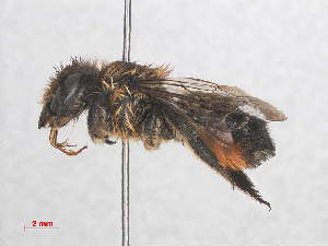  (Megachile willoughbiella - RMNH.INS.553057)  @15 [ ] CreativeCommons - Attribution Non-Commercial Share-Alike (2013) Unspecified Naturalis Biodiversity Center