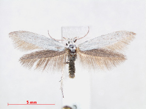  (Coleophora albidella - RMNH.INS.538543)  @14 [ ] CreativeCommons - Attribution Non-Commercial Share-Alike (2012) Unspecified Naturalis, Biodiversity Centre