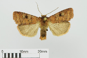  ( - RMNH.INS.538570)  @13 [ ] CreativeCommons - Attribution Non-Commercial Share-Alike (2014) Unspecified Naturalis, Biodiversity Centre