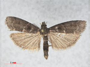  ( - RMNH.INS.538614)  @13 [ ] CreativeCommons - Attribution Non-Commercial Share-Alike (2014) Unspecified Naturalis, Biodiversity Centre