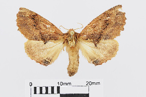  ( - RMNH.INS.538921)  @13 [ ] Unspecified (default): All Rights Reserved  Unspecified Unspecified