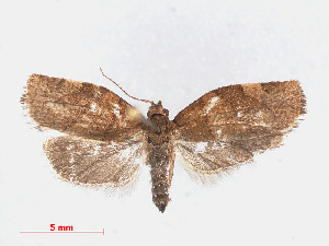  ( - RMNH.INS.540866)  @14 [ ] Unspecified (default): All Rights Reserved  Unspecified Unspecified