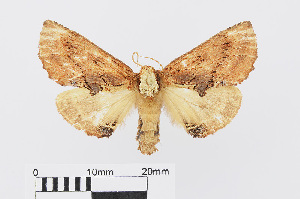  ( - RMNH.INS.540978)  @13 [ ] Unspecified (default): All Rights Reserved  Unspecified Unspecified