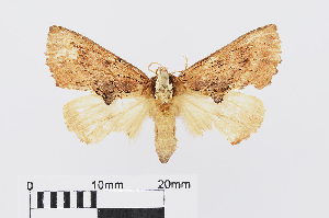  ( - RMNH.INS.540979)  @13 [ ] Unspecified (default): All Rights Reserved  Unspecified Unspecified